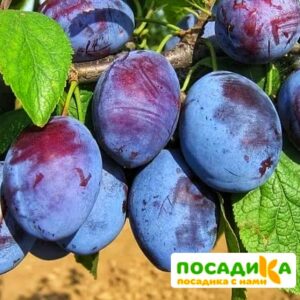 Слива Чачакская ранняя купить по цене от 229.00р. в интернет-магазине «Посадика» с доставкой почтой в в Дюртюлие и по всей России – [изображение №1].