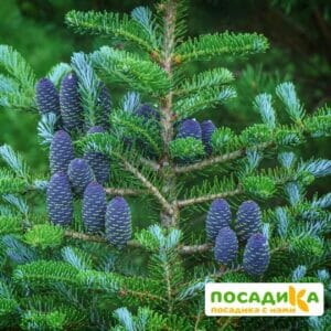 Пихта корейская (Abies koreana) купить по цене от 450.00р. в интернет-магазине «Посадика» с доставкой почтой в в Дюртюлие и по всей России – [изображение №1].