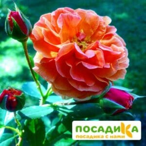 Роза Арабия купить по цене от 350.00р. в интернет-магазине «Посадика» с доставкой почтой в в Дюртюлие и по всей России – [изображение №1].