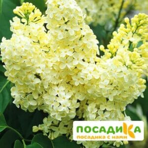 Сирень Примроуз (Primrose) купить по цене от 529.00р. в интернет-магазине «Посадика» с доставкой почтой в в Дюртюлие и по всей России – [изображение №1].