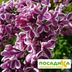 Сирень Сенсация купить по цене от 529.00р. в интернет-магазине «Посадика» с доставкой почтой в в Дюртюлие и по всей России – [изображение №1].