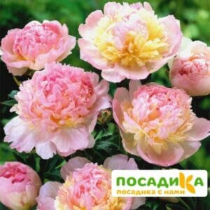 Пион Распберри Сандей (Paeonia Raspberry Sundae) купить по цене от 959р. в интернет-магазине «Посадика» с доставкой почтой в в Дюртюлие и по всей России – [изображение №1].