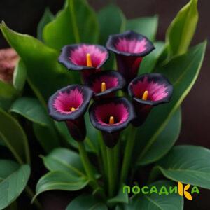 Калла Аура Лейс купить по цене от 400р. в интернет-магазине «Посадика» с доставкой почтой в в Дюртюлие и по всей России – [изображение №1].