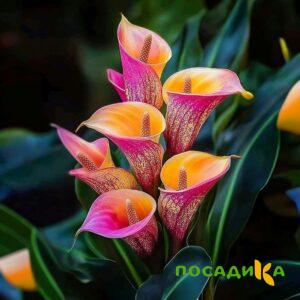 Калла Оникс купить по цене от 450р. в интернет-магазине «Посадика» с доставкой почтой в в Дюртюлие и по всей России – [изображение №1].