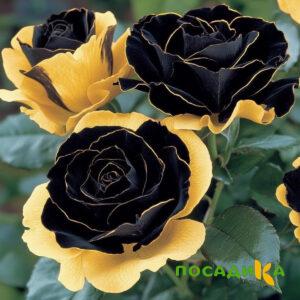Роза Ханни Сикл купить по цене от 700р. в интернет-магазине «Посадика» с доставкой почтой в в Дюртюлие и по всей России – [изображение №1].