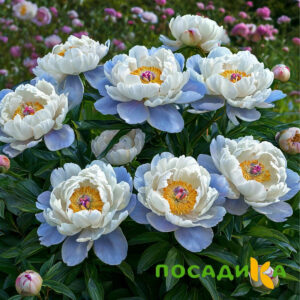 Пион акварельный Этюд купить по цене от 806р. в интернет-магазине «Посадика» с доставкой почтой в в Дюртюлие и по всей России – [изображение №1].