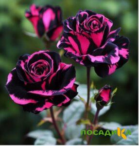 Роза Багровый Шепот купить по цене от 366р. в интернет-магазине «Посадика» с доставкой почтой в в Дюртюлие и по всей России – [изображение №1].