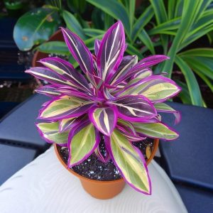 Хоста Сильвер Стик купить по цене от 650р. в интернет-магазине «Посадика» с доставкой почтой в в Дюртюлие и по всей России – [изображение №1].