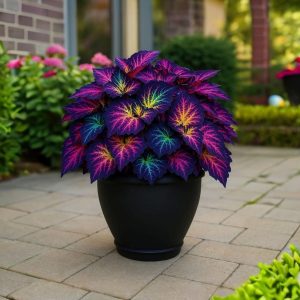 Хоста Фрости Блю купить по цене от 389р. в интернет-магазине «Посадика» с доставкой почтой в в Дюртюлие и по всей России – [изображение №1].