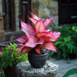 Хоста Розовая Симфония купить по цене от 800р. в интернет-магазине «Посадика» с доставкой почтой в в Дюртюлие и по всей России – [изображение №1].