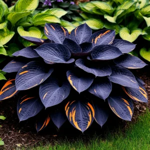 Хоста Умбра купить по цене от 349р. в интернет-магазине «Посадика» с доставкой почтой в в Дюртюлие и по всей России – [изображение №1].