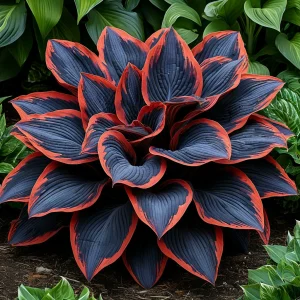 Хоста Солнечный Агат купить по цене от 440р. в интернет-магазине «Посадика» с доставкой почтой в в Дюртюлие и по всей России – [изображение №1].