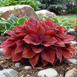 Хоста Малыш Шедевр купить по цене от 421р. в интернет-магазине «Посадика» с доставкой почтой в в Дюртюлие и по всей России – [изображение №1].