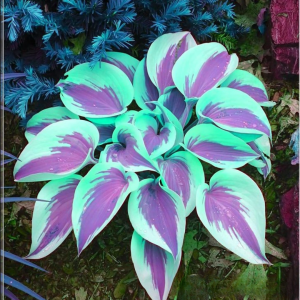 Хоста Висперин Бьюти купить по цене от 379р. в интернет-магазине «Посадика» с доставкой почтой в в Дюртюлие и по всей России – [изображение №1].