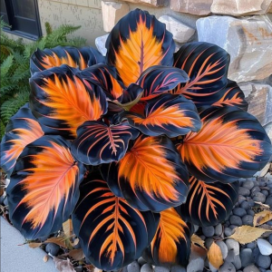 Хоста Сикрет Форест купить по цене от 601р. в интернет-магазине «Посадика» с доставкой почтой в в Дюртюлие и по всей России – [изображение №1].