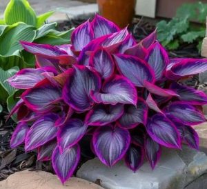 Хоста Сикрет Гарденс купить по цене от 549р. в интернет-магазине «Посадика» с доставкой почтой в в Дюртюлие и по всей России – [изображение №1].