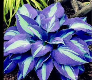 Хоста Аурелия купить по цене от 450р. в интернет-магазине «Посадика» с доставкой почтой в в Дюртюлие и по всей России – [изображение №1].